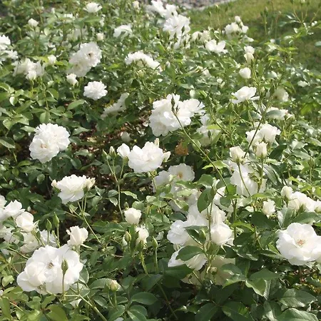 La Collina Dei Conigli Castel Boglione