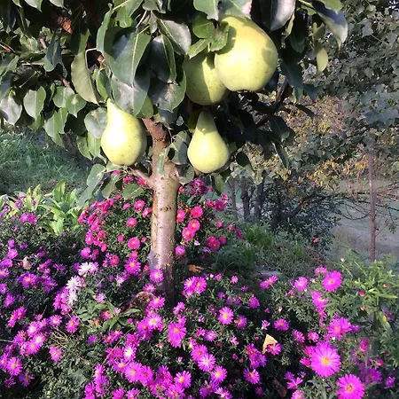 Bed and breakfast La Collina Dei Conigli *