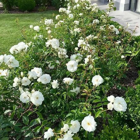 La Collina Dei Conigli Castel Boglione