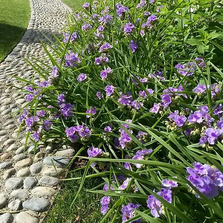 Bed and breakfast La Collina Dei Conigli Castel Boglione